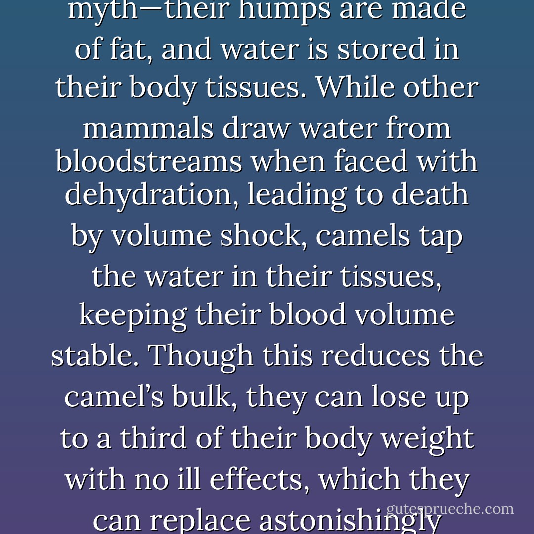 Camels can go many weeks without drinking anything at all. The notion that they cache water in their humps is pure myth—their humps are made of fat, and water is stored in their body tissues. While other mammals draw water from bloodstreams when faced with dehydration, leading to death by volume shock, camels tap the water in their tissues, keeping their blood volume stable. Though this reduces the camel’s bulk, they can lose up to a third of their body weight with no ill effects, which they can replace astonishingly quickly, as they are able to drink up to forty gallons in a single watering.” (pp.69-70) - Michael Benanav